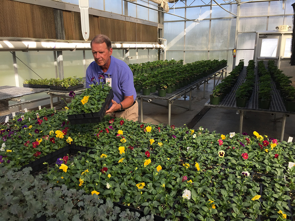 David Warren, director of Horticulture at GNTC, inspects the pansies that are on sale through Friday, Oct. 12. Behind Warren are the poinsettias that will be ready for sale closer to the Christmas holiday.